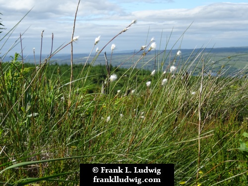 Cavan Burren